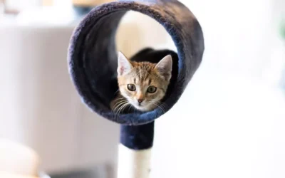Choosing Cat Furniture