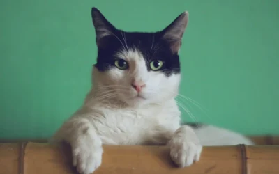 Summer Hazards For Cats
