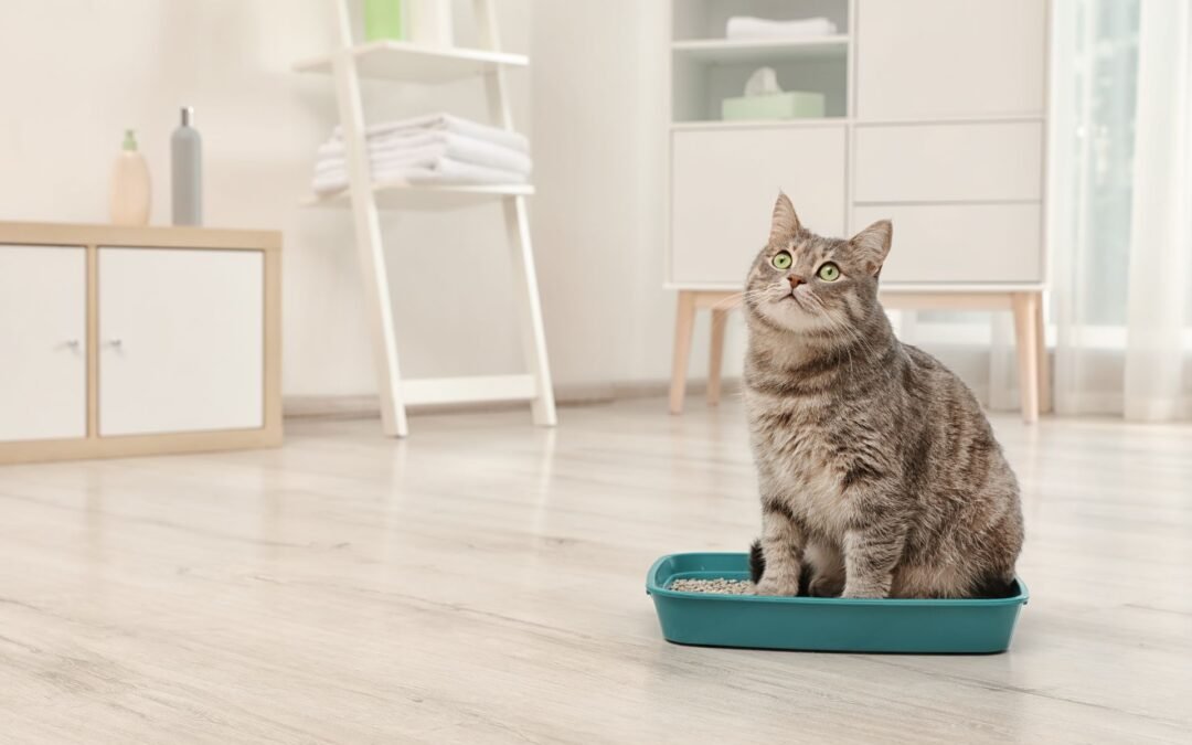 a cat sits in a litter box in a room