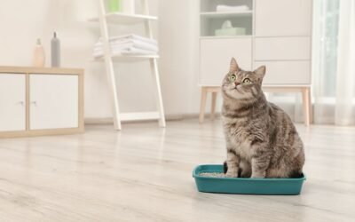 Litterbox Woes