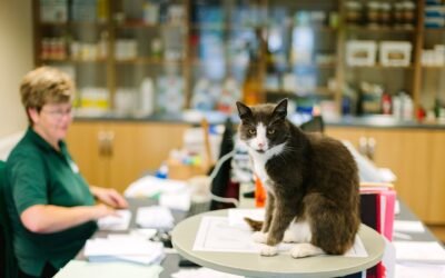 Feline Leukemia