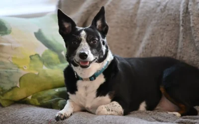 Meet The Lancashire Heeler