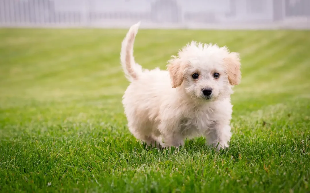 a puppy walking on green grass with a fence in the background