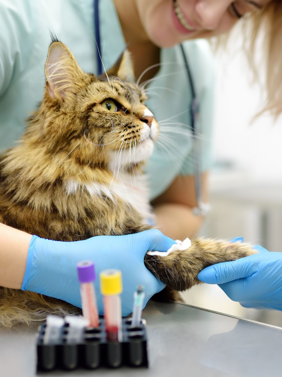 ultrasound examination being performed on a dog